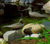 vogels aan het water