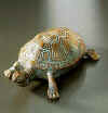 schildpad