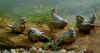 lieftallige groep vogels